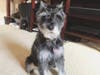 Meet Buster PapaBravo​! He has been chosen as Hillsborough​ Patch's Pet Of The Week.
