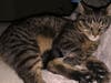 Meet Sean! He has been chosen as Princeton Patch's Pet Of The Week.