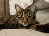 Meet Sean! He has been chosen as Princeton Patch's Pet Of The Week.