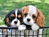 Meet Smile and Merriment! They have been chosen as Basking Ridge Patch's Pets Of The Week.