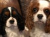 Meet Smile and Merriment! They have been chosen as Basking Ridge Patch's Pets Of The Week.