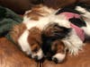Meet Smile and Merriment! They have been chosen as Basking Ridge Patch's Pets Of The Week.
