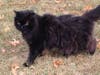 Meet Marshmellow! He has been chosen as Hillsborough Patch's Pet Of The Week.