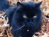 Meet Marshmellow! He has been chosen as Hillsborough Patch's Pet Of The Week.