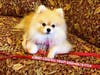 Meet Mookie Bear! She has been chosen as Warren Patch's Pet Of The Week.