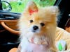 Meet Mookie Bear! She has been chosen as Warren Patch's Pet Of The Week.