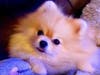 Meet Mookie Bear! She has been chosen as Warren Patch's Pet Of The Week.