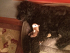 Meet Bella! She has been chosen as Patch's Pet Of The Week.