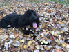 Meet Bella! She has been chosen as Patch's Pet Of The Week.