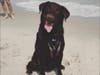 Meet Kumo! He has been chosen as Bridgewater Patch's Pet Of The Week.