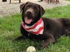 Meet Kumo! He has been chosen as Bridgewater Patch's Pet Of The Week.
