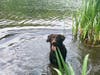 Meet Kumo! He has been chosen as Bridgewater Patch's Pet Of The Week.