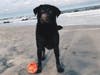 Meet Kumo! He has been chosen as Bridgewater Patch's Pet Of The Week.