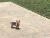 Meet Ginger and Bella! They have been chosen as Clark-Garwood Patch's Pet Of The Week.