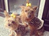 Meet Ginger and Bella! They have been chosen as Clark-Garwood Patch's Pet Of The Week.