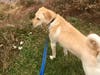 Meet Marley! He has been chosen as Hillsborough Patch's Pet Of The Week.