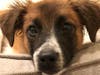 Meet Sammy! He has been chosen as Bridgewater Patch's Pet Of The Week.