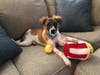 Meet Sammy! He has been chosen as Bridgewater Patch's Pet Of The Week.