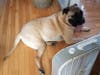 Meet Sampson! He has been chosen as Hillsborough Patch's Pet Of The Week.