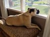 Meet Sampson! He has been chosen as Hillsborough Patch's Pet Of The Week.