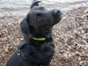 Meet Luke! He has been chosen as Warren Patch's Pet Of The Week.