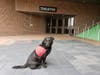 Meet Luke! He has been chosen as Warren Patch's Pet Of The Week.