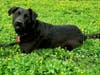 Meet Luke! He has been chosen as Warren Patch's Pet Of The Week.