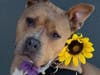 High Light, a 5-year-old Pit Bull Terrier who weighs about 59 pounds, is in need of a home.