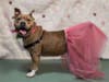 High Light, a 5-year-old Pit Bull Terrier who weighs about 59 pounds, is in need of a home.
