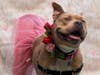 High Light, a 5-year-old Pit Bull Terrier who weighs about 59 pounds, is in need of a home.
