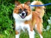 Buck​, a 1-year-old Australian Shepherd, is in need of a home.