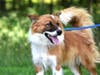 Buck​, a 1-year-old Australian Shepherd, is in need of a home.