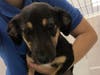 Kardi​​ is a 4-month-old German Shepherd Mix who needs a home.
