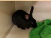 This small, domesticated rabbit was found on Green Street by Princeton Police on Thursday.