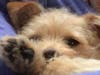 Meet Jax! He has been chosen as Patch's Pet Of The Week.