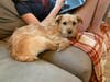 Meet Jax! He has been chosen as Patch's Pet Of The Week.