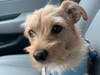 Meet Jax! He has been chosen as Patch's Pet Of The Week.