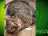 Meet Jeter! He has been chosen as Bridgewater​ Patch's Pet Of The Week.