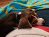 Meet Smokey! He has been chosen as Manville Patch's Pet Of The Week.