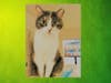 Meet Lexi Amur! She has been chosen as Princeton Patch's Pet Of The Week.