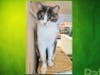Meet Lexi Amur! She has been chosen as Princeton Patch's Pet Of The Week.