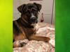 Meet Bear! He has been chosen as Scotch Plains-Fanwood Patch's Pet Of The Week.