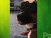 Meet Bear! He has been chosen as Scotch Plains-Fanwood Patch's Pet Of The Week.