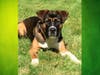 Meet Bear! He has been chosen as Scotch Plains-Fanwood Patch's Pet Of The Week.