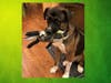 Meet Bear! He has been chosen as Scotch Plains-Fanwood Patch's Pet Of The Week.