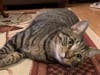 Meet Jeter! He has been chosen as Bridgewater​ Patch's Pet Of The Week.