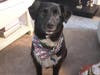 Have you seen Charley? He got out of his fenced yard in Warren early Monday morning around 3:30 a.m.​