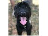 Meet Fez! He has been chosen as Princeton Patch's Pet Of The Week.