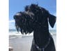 Meet Fez! He has been chosen as Princeton Patch's Pet Of The Week.