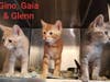 There are many kittens and cats that are looking for their "furever" homes at Somerset Regional Animal Shelter.